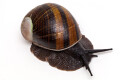 Helicophanta magnifica Madagascar adult, 90mm